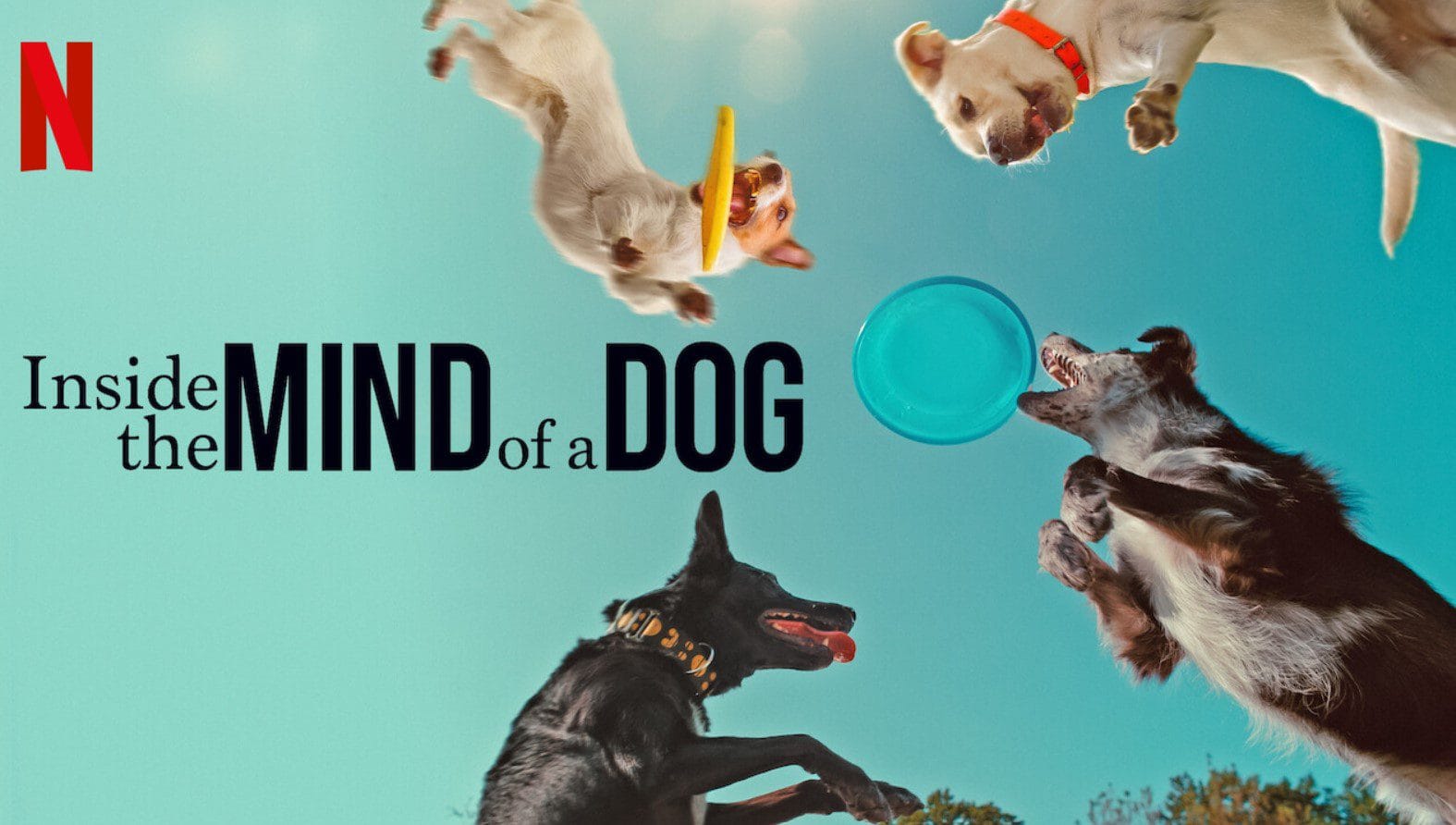 https://rentersadda.com/movie/inside-the-mind-of-a-dog/